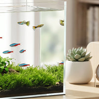 Vue rapprochée de l'aquarium en verre sans cadre