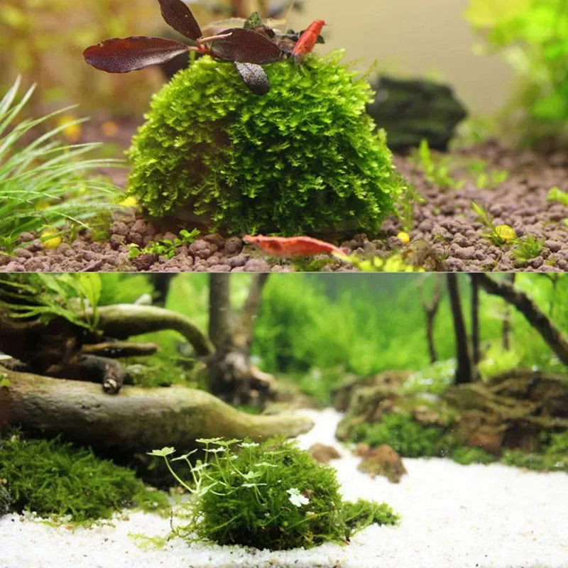 Décor crevettes aquarium - support de mousse
