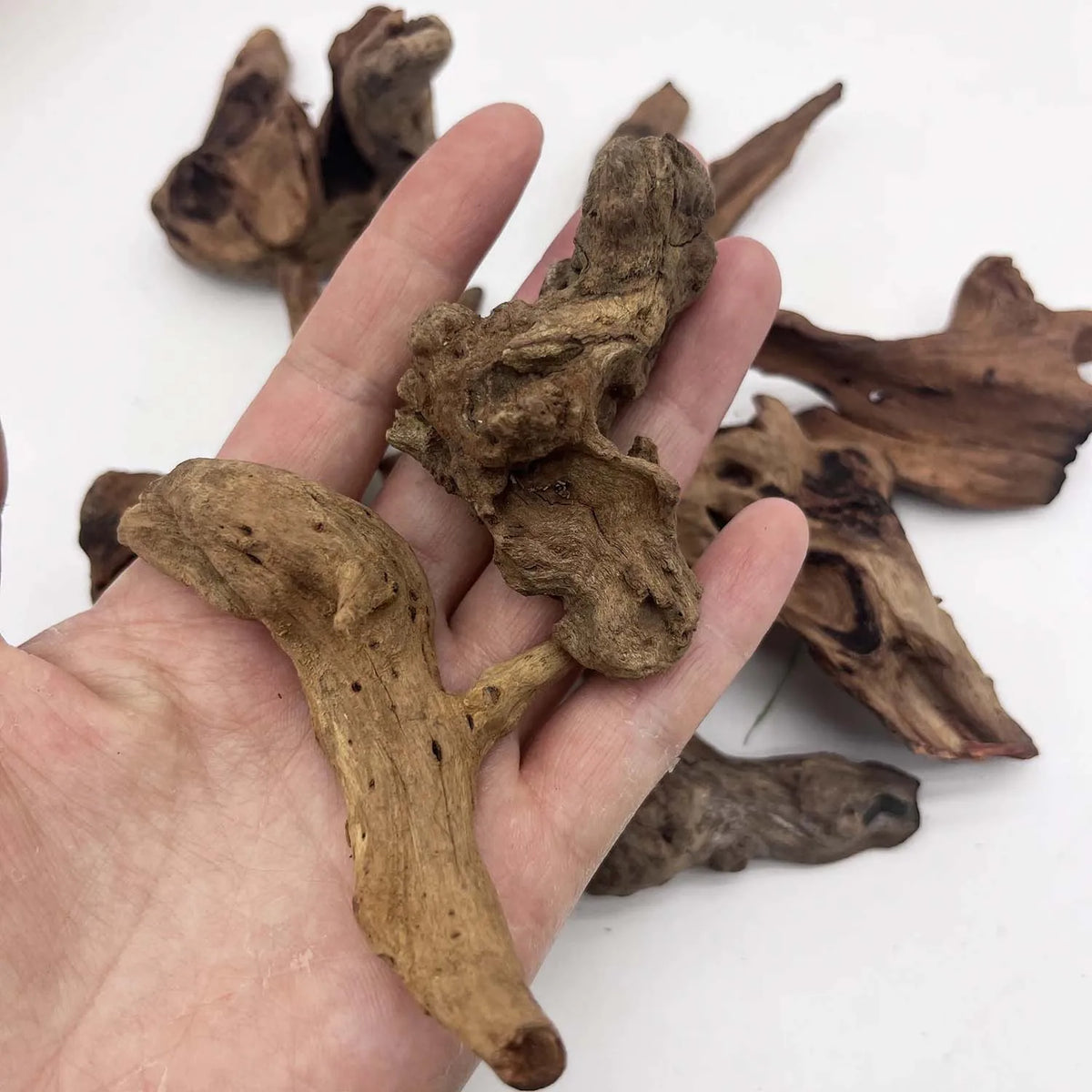 Bois flotté installé en aquarium